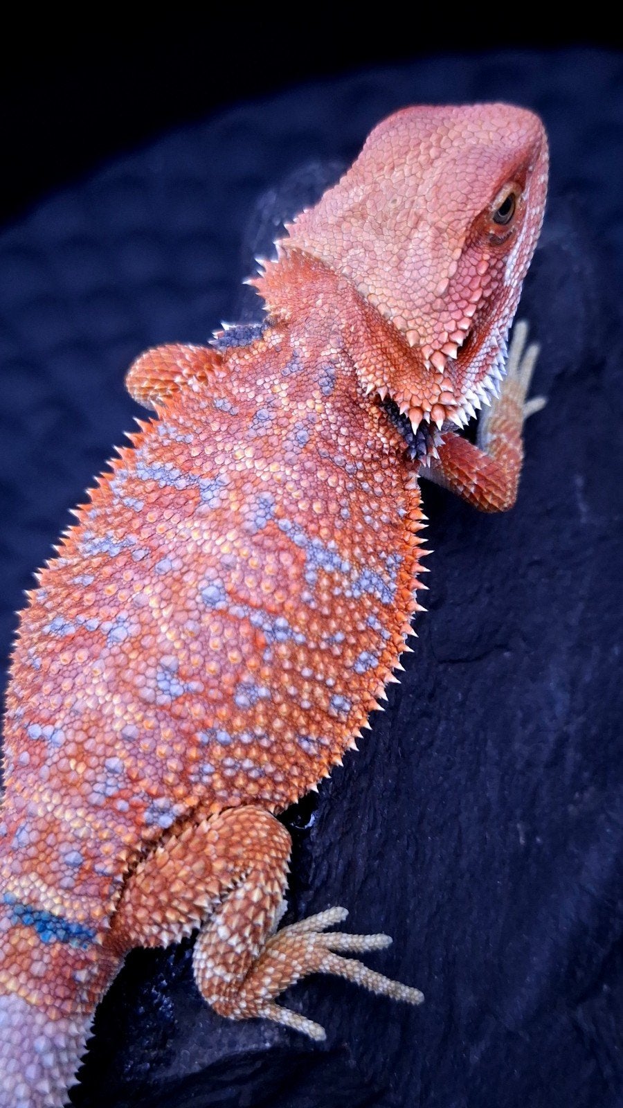 Red/Orange Hypo Blue Bar Baardagaam Man, Hagedis, 0 tot 2 jaar