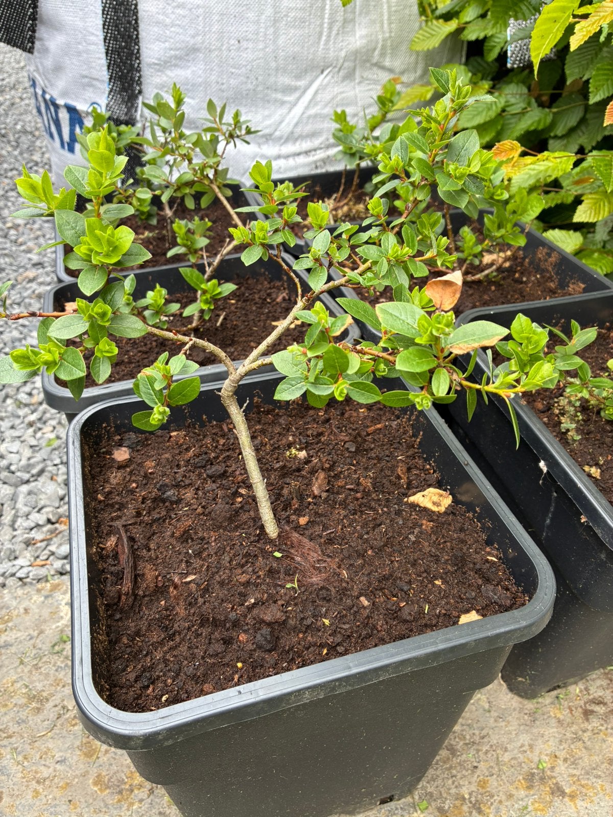 Salix hastata/ dwergwilg, Ophalen