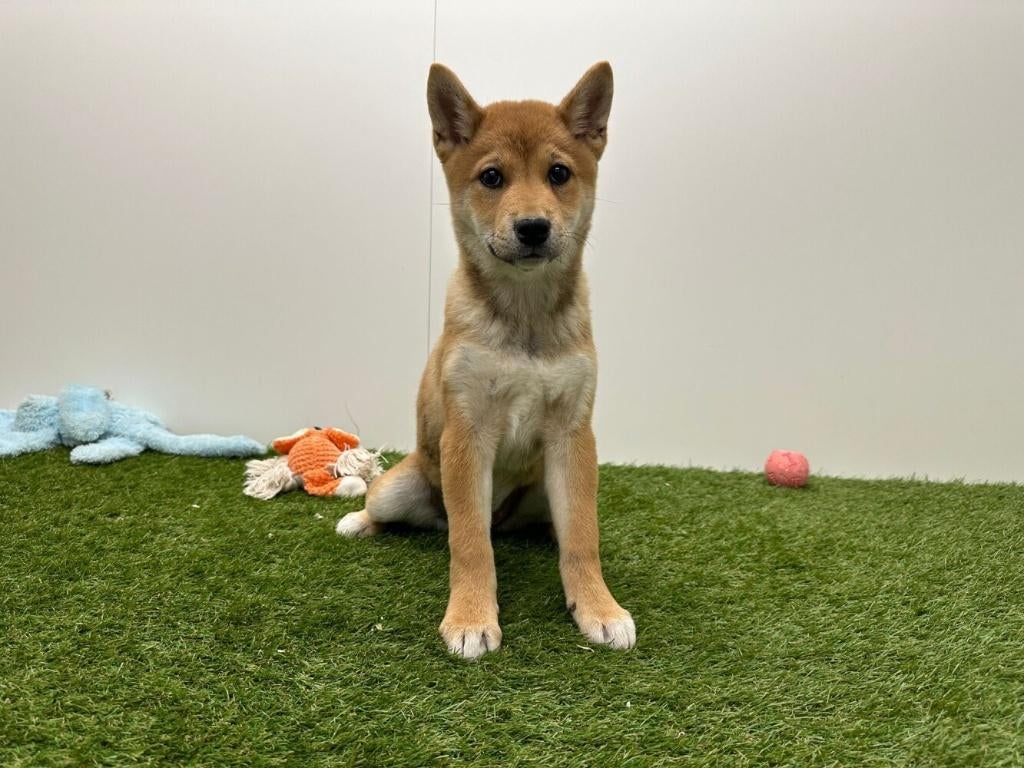 Shiba Inu pups, België, Overige rassen, 8 tot 15 weken, Parvo