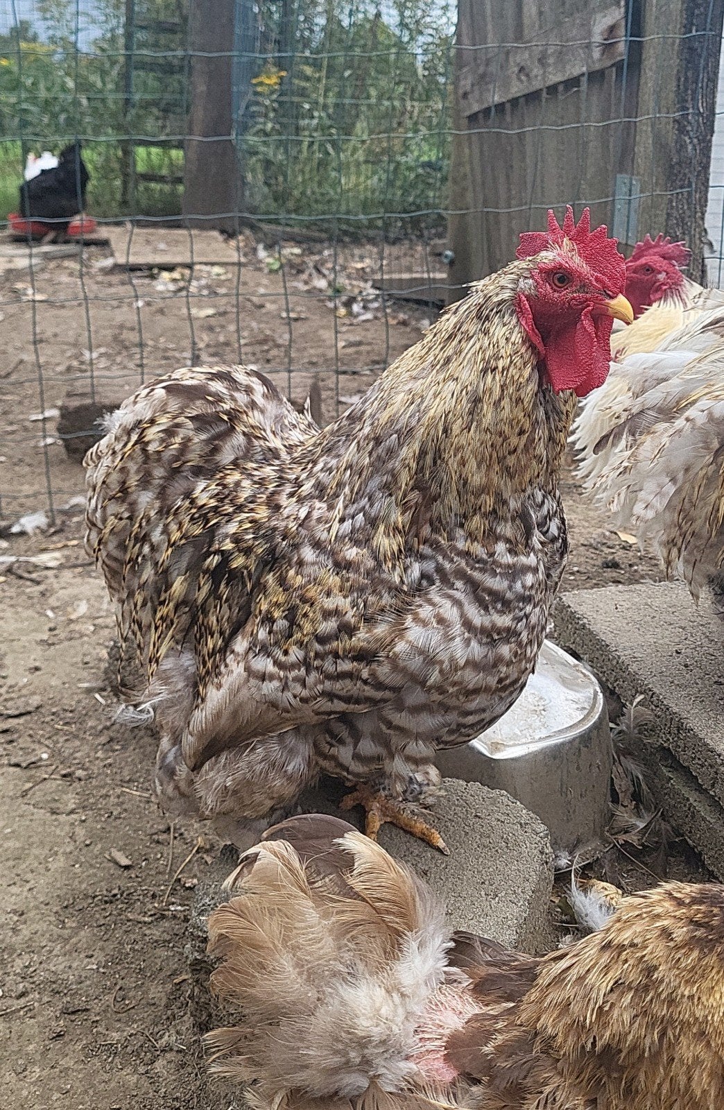 coq Pékin coucou, Dieren en Toebehoren, Pluimvee