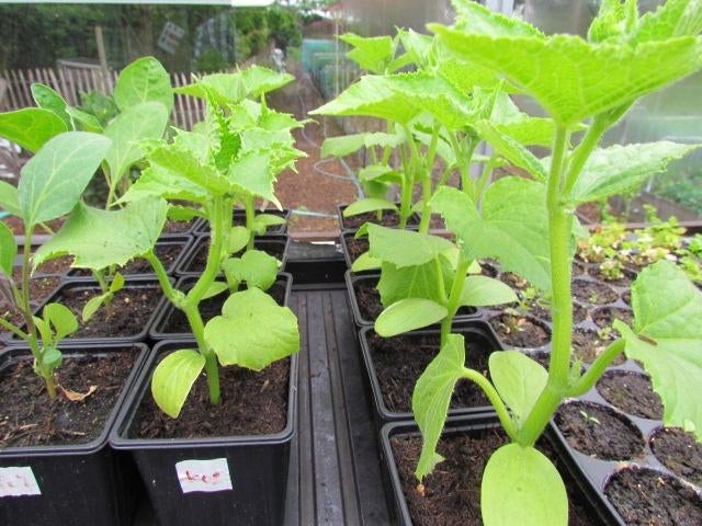 paprika, pompoen, courgette, basilicum, dille, augurk, Jardin & Terrasse, Plantes | Jardin, Annuelle, Plein soleil, Été, Enlèvement