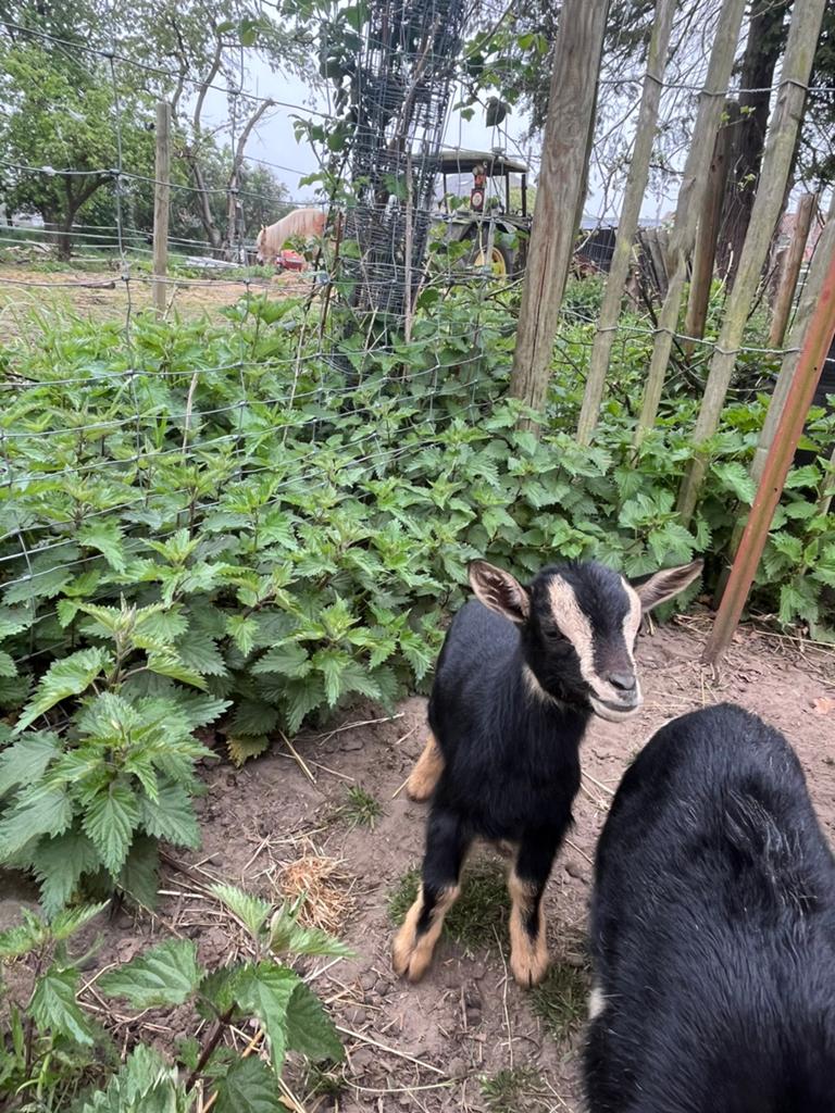 Black and tan mieke, Femelle, Chèvre, 0 à 2 ans