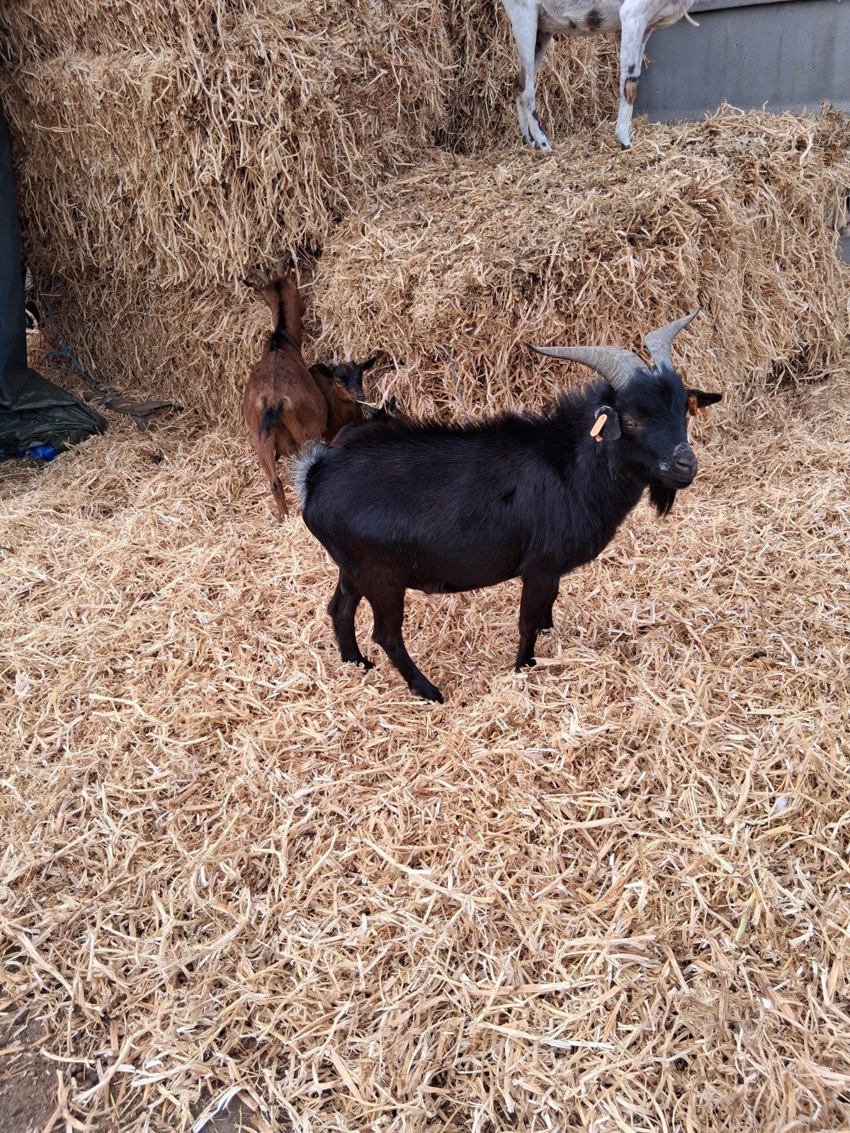 dwerggeitenbok, Mâle, Chèvre, 0 à 2 ans