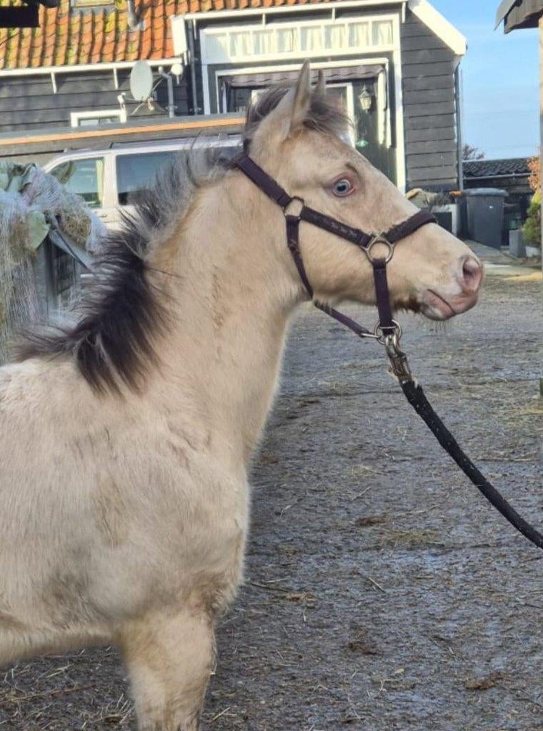 Quarter horse merrie, Champagne Dunskin, Dieren en Toebehoren, Minder dan 160 cm, Niet van toepassing, 0 tot 2 jaar, Westernpaard
