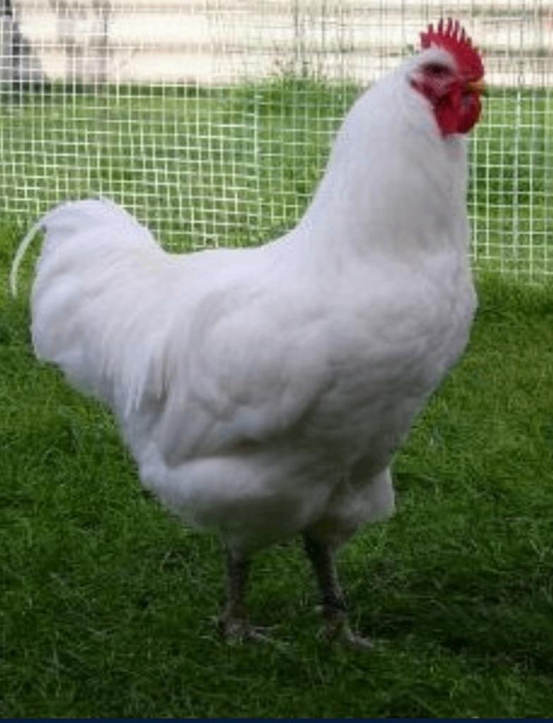 Cherche Œufs fécondés Jersey Giant blanche pure, Animaux & Accessoires, Enlèvement ou Envoi, Neuf, Autres types