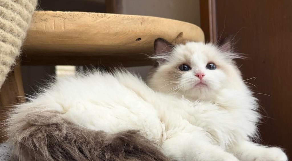 Adembenemend Ragdoll kitten met azuurblauwe ogen, Chatte ou Chat, Avec pedigree, 0 à 2 ans