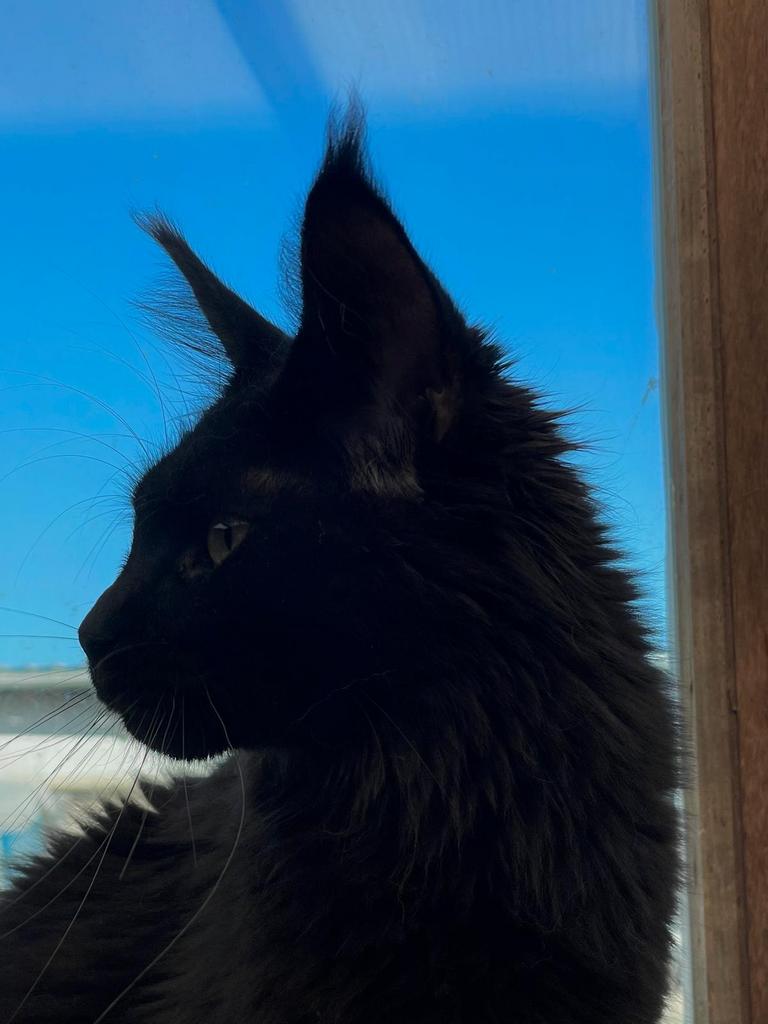 Polydactyl Maine Coon poes met stamboom . Verkovht !, Animaux & Accessoires, Chats & Chatons | Chats de race | Poil long, Chatte ou Chat