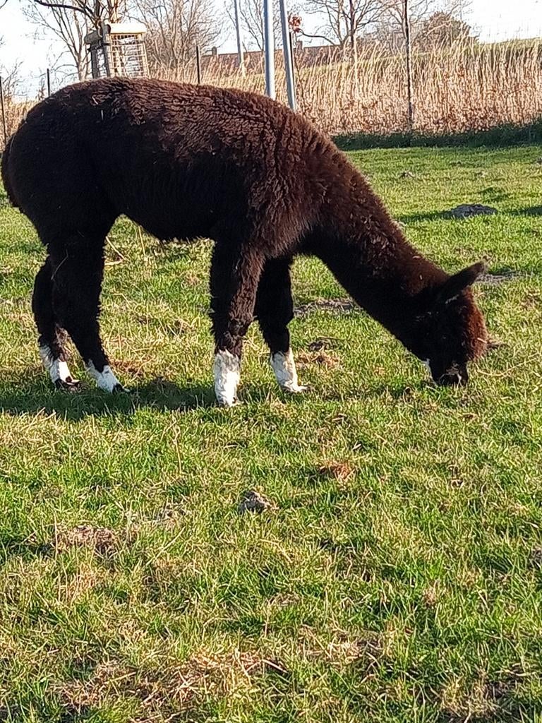 Alpaca hengst, Mars, Mâle