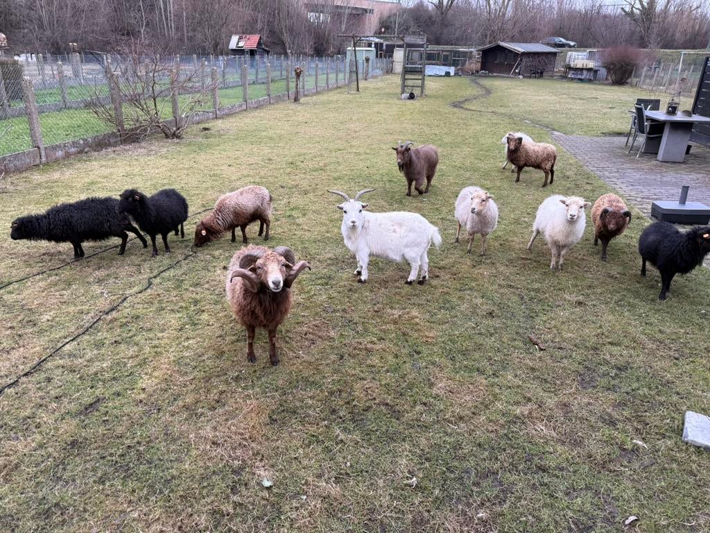 Kudde ouessant schapen
