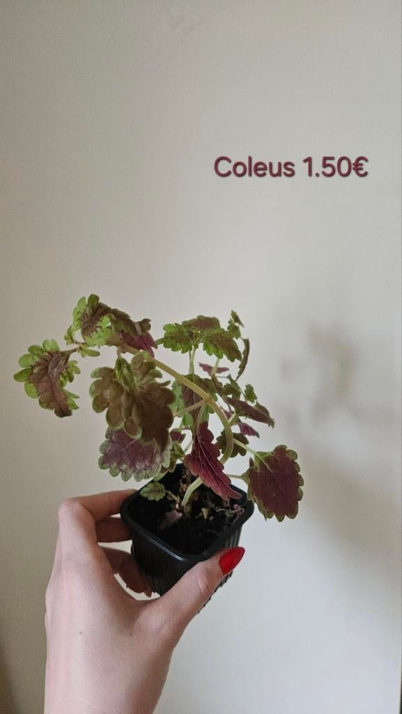 Coleus, Enlèvement, Été, Plein soleil, Moins de 100 cm