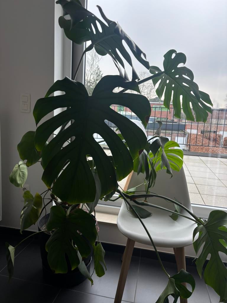 Grote monstrea, Huis en Inrichting, Kamerplanten, Ophalen, In pot