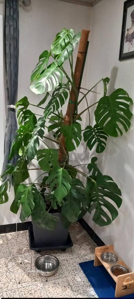 Plante Monstera Deliciosa, Ophalen, Overige soorten, Halfschaduw, In pot