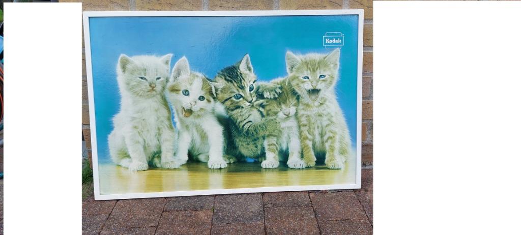 Vintage KODAK reclame poesjes kittens publiciteit fotografie, Ophalen, Gebruikt, Reclamebord
