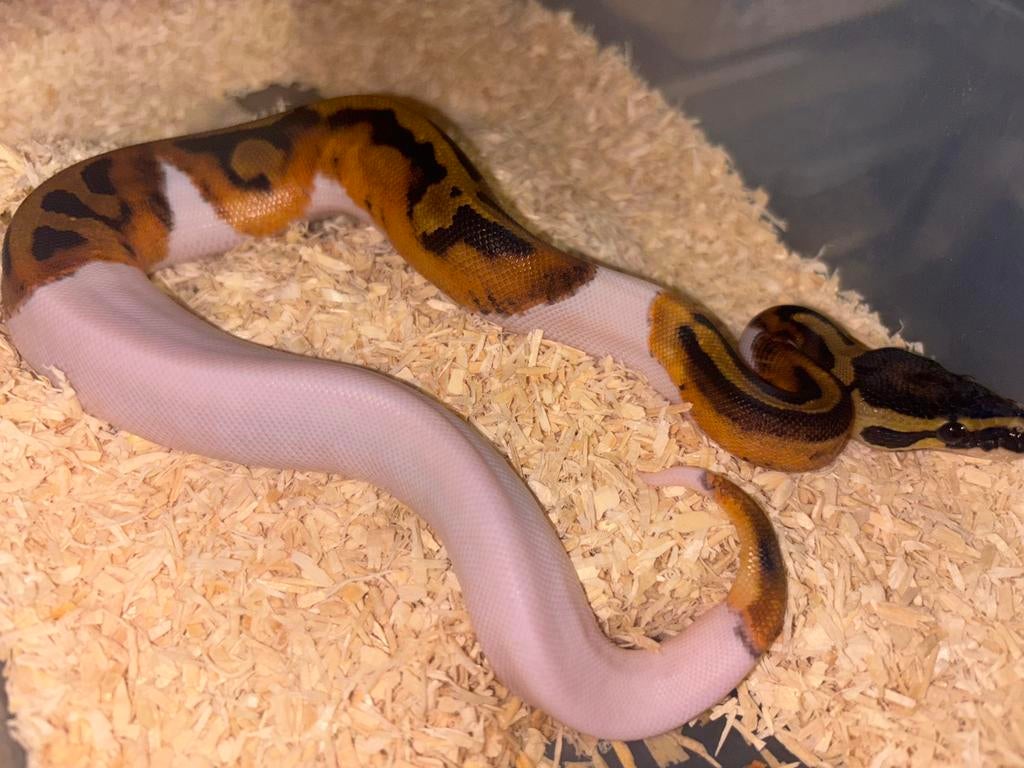 Python regius, Serpent, Domestique, 0 à 2 ans