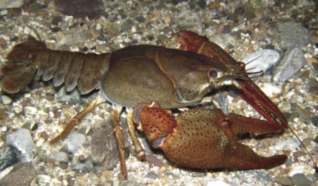 rivierkreeftjes voor vijver of aquarium, Dieren en Toebehoren, Ophalen