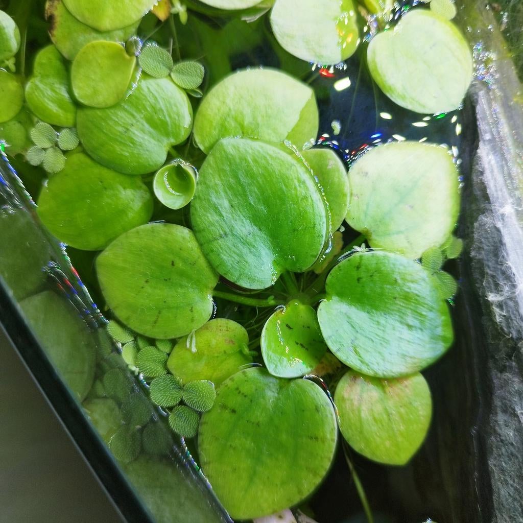 Kikkerbeet drijfplanten, Ophalen, Zo goed als nieuw