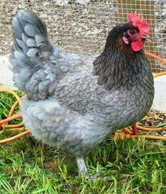 Bleu de landes, Dieren en Toebehoren, Pluimvee, Vrouwelijk, Kip