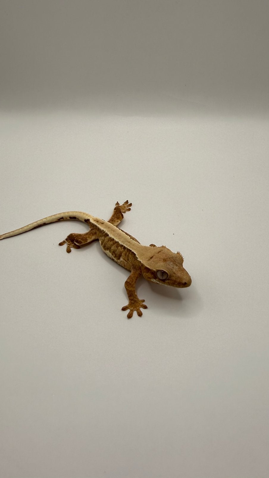 Wimpergekko, Animaux & Accessoires, Reptiles & Amphibiens