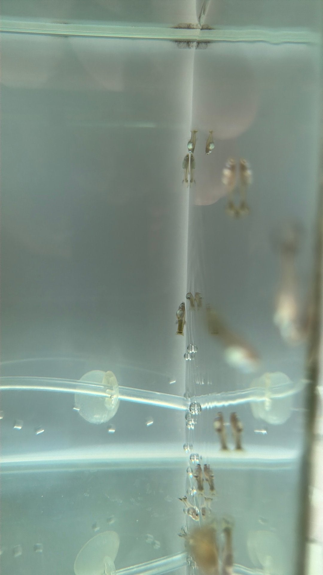 Jonge guppy’s, Dieren en Toebehoren, Vissen | Aquariumvissen