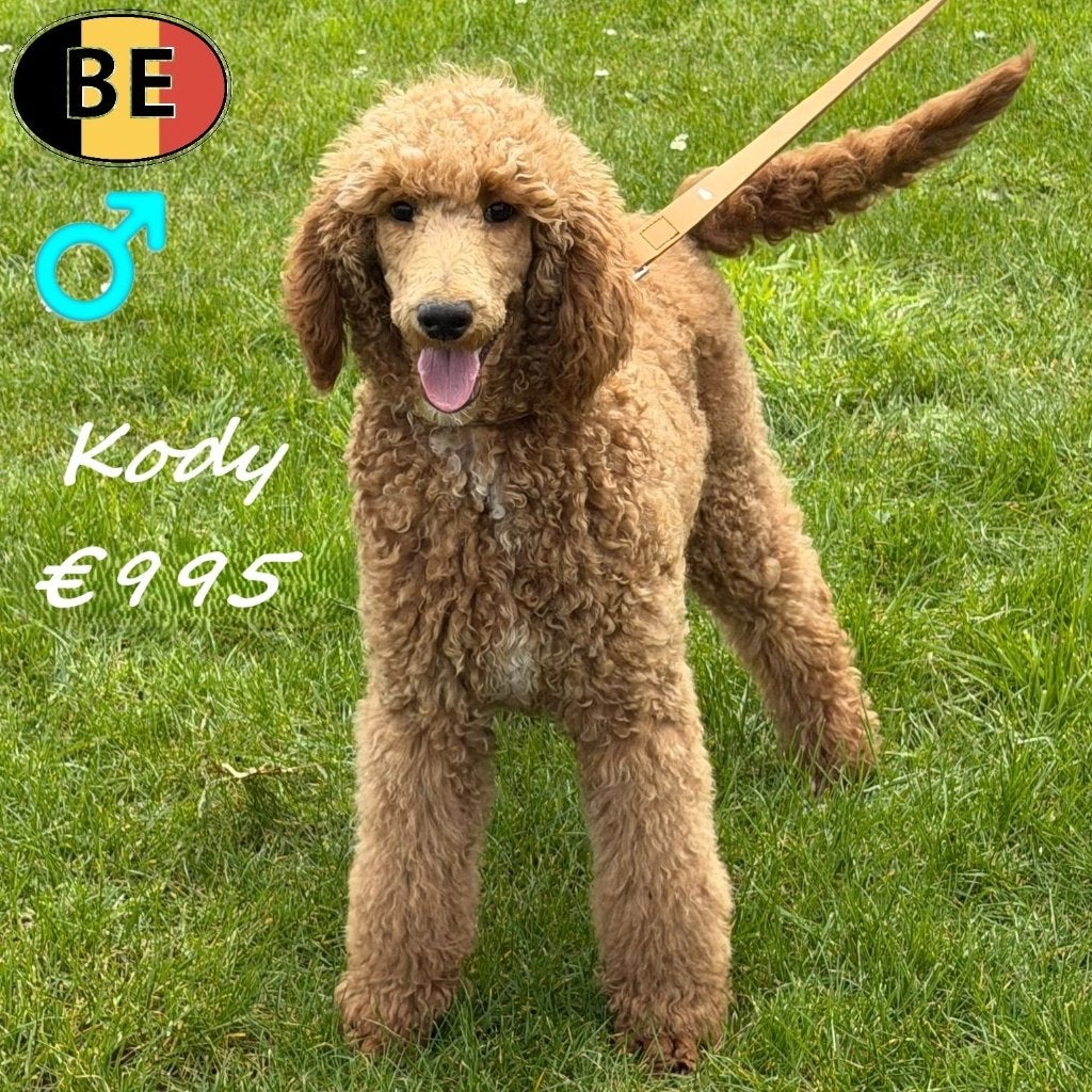 Kody, Koningspoedel reu - te koop (Belgisch), Dieren en Toebehoren, Honden | Chihuahua's en Gezelschapshonden, Poedel, Parvo, België