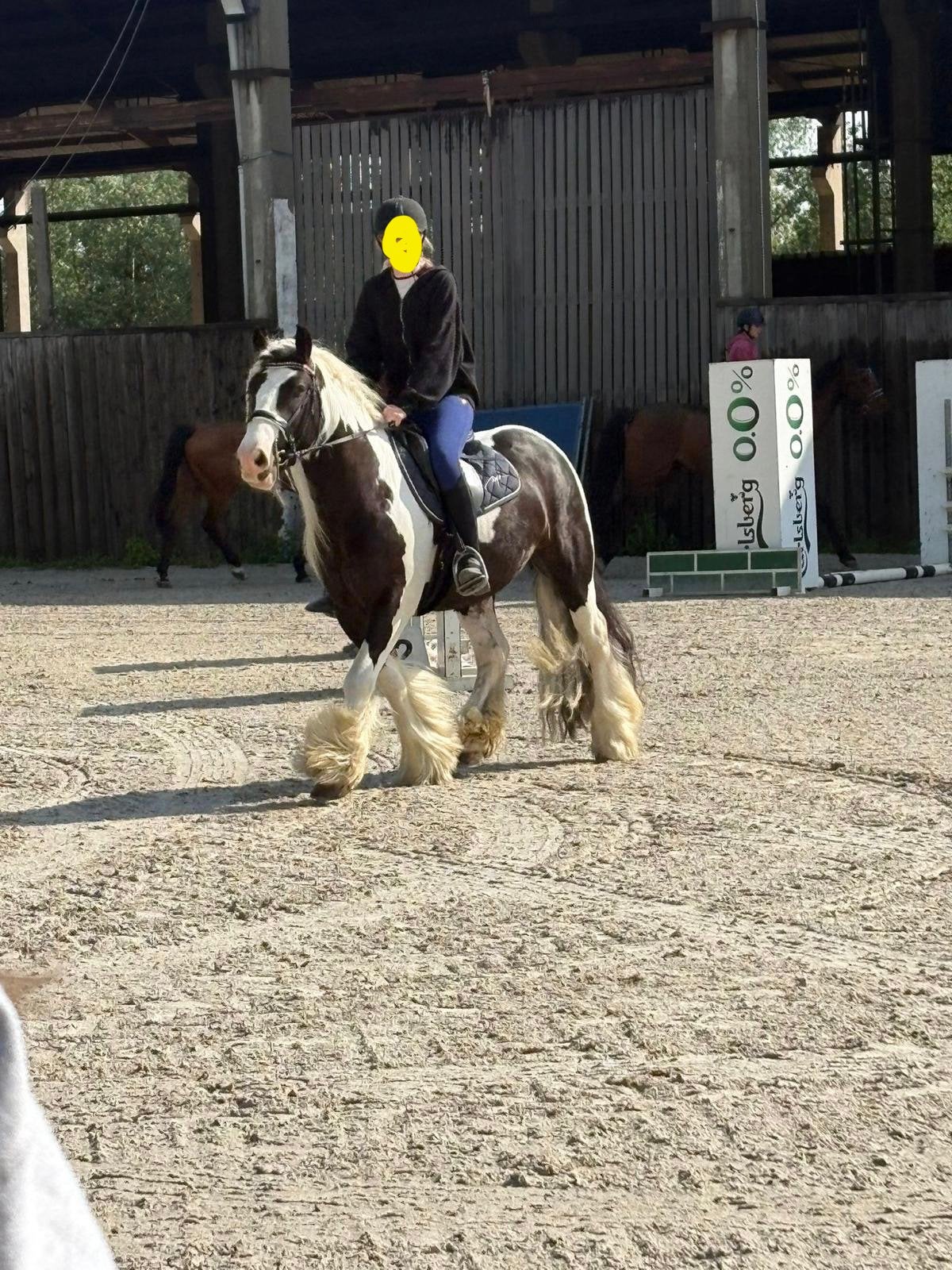 Kansas van’t larehof ruin 4 jaar, Dieren en Toebehoren, E pony (1.48m - 1.57m), Met stamboom, Ruin, Niet van toepassing