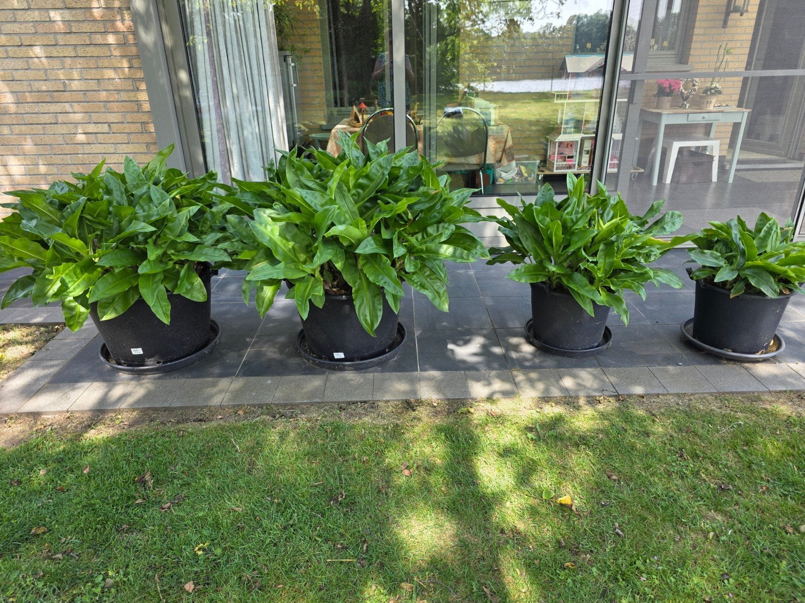Te koop: Poederkwast ( Scadoxus multiflorus), Enlèvement