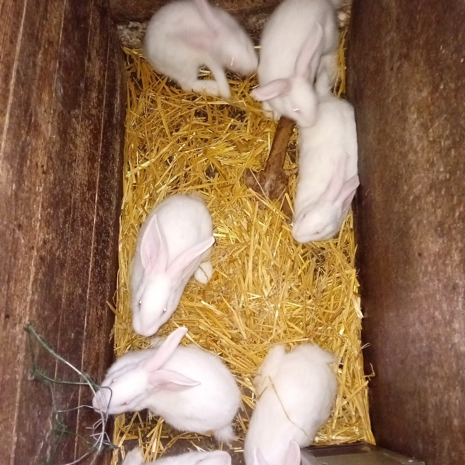 Jonge konijnen, Dieren en Toebehoren, Konijnen