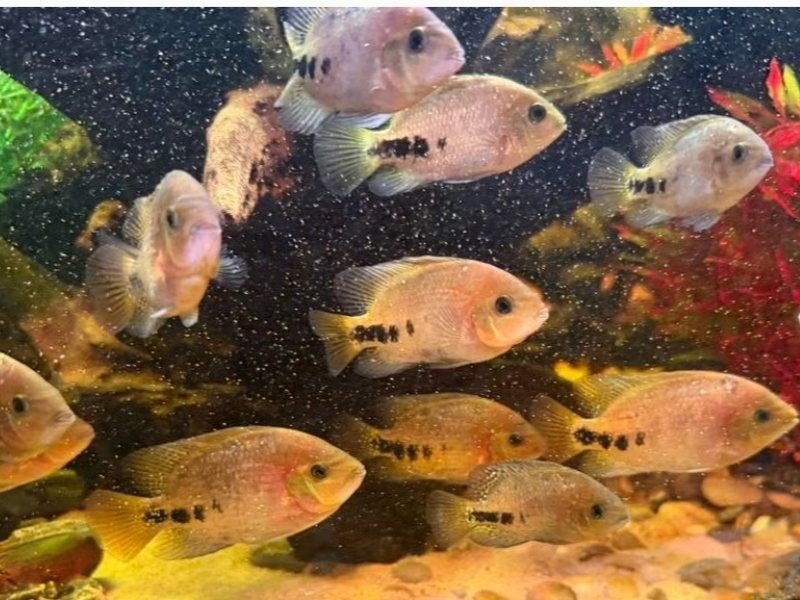Vieja cichliden 15 cm, Dieren en Toebehoren, Vissen | Aquariumvissen