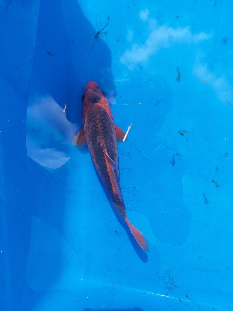 koi, Karper of Koi