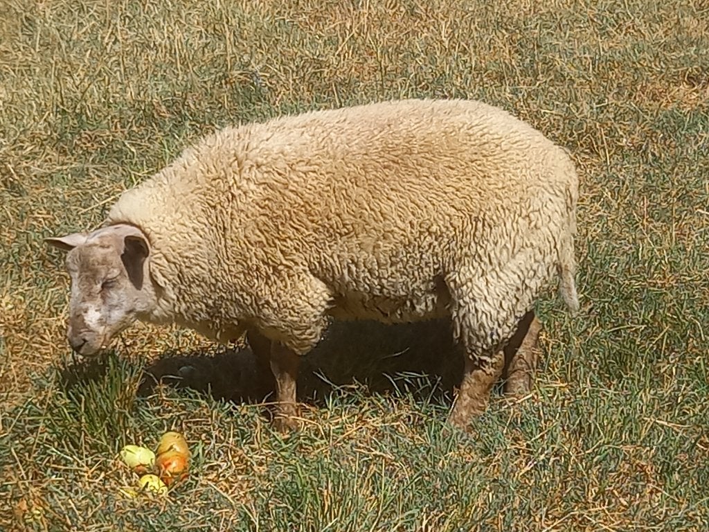 schapenbok bok ram schaap mannelijk, Mannelijk, Schaap, 0 tot 2 jaar