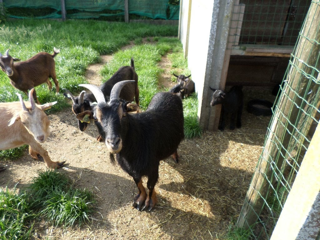 dwerggeiten, Animaux & Accessoires, Moutons, Chèvres & Cochons