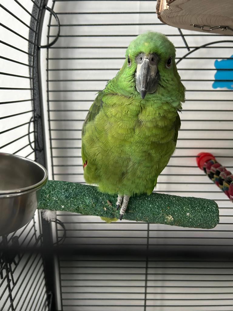 Geelkop amazone, Dieren en Toebehoren, Papegaai, Tam