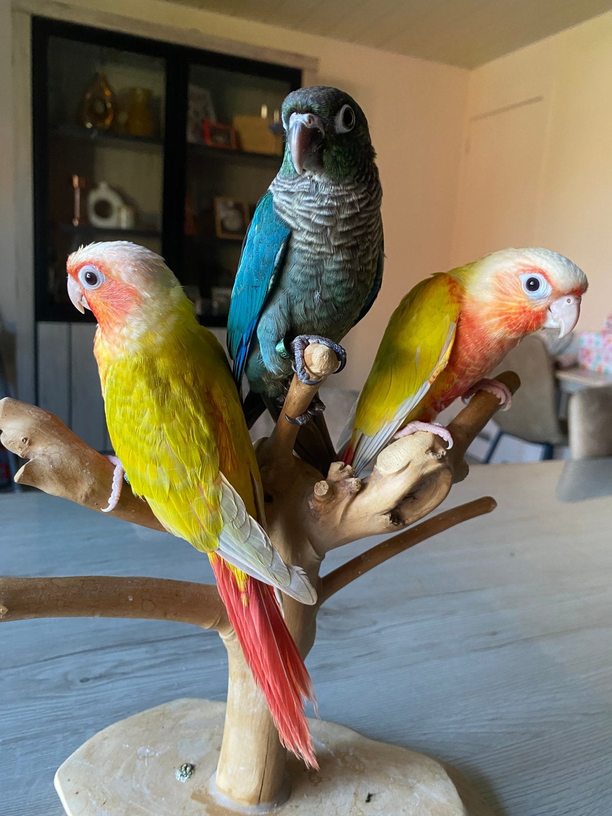 Conures Eam, Plusieurs animaux, Perroquet, Parleur