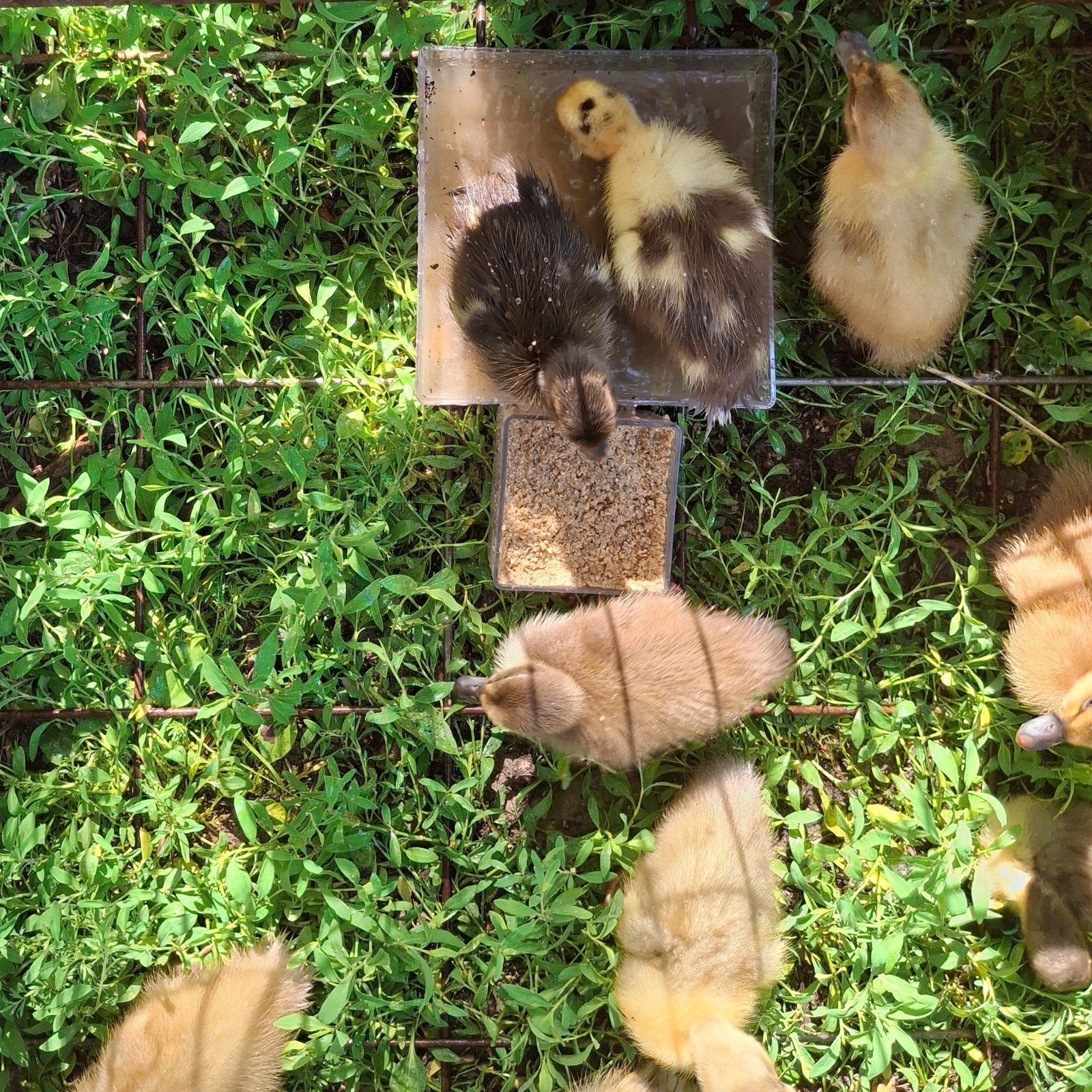 Twee raszuivere loopeend woerd kuikens geboren op 27/05, Dieren en Toebehoren, Pluimvee, Mannelijk, Eend