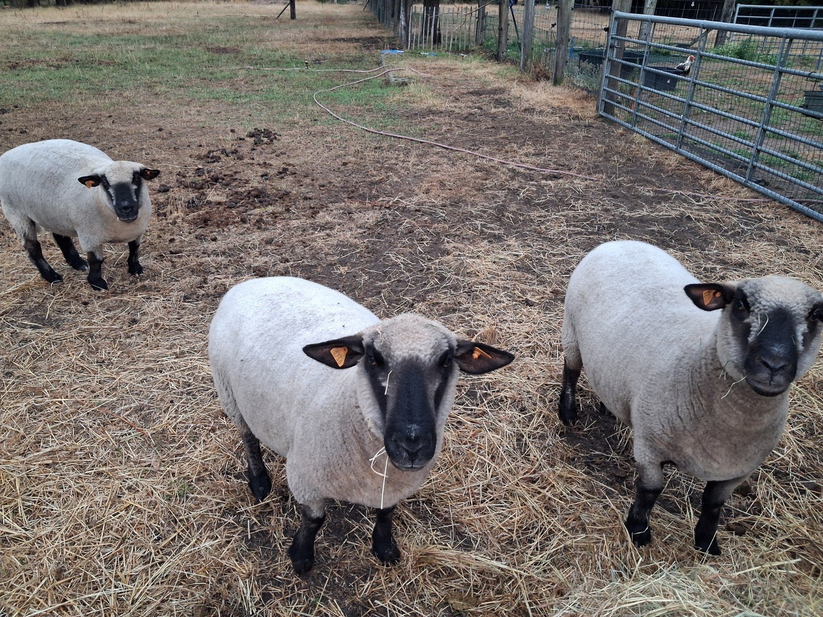 hampshiredown schapen (3), Dieren en Toebehoren, Vrouwelijk, Schaap, 3 tot 5 jaar