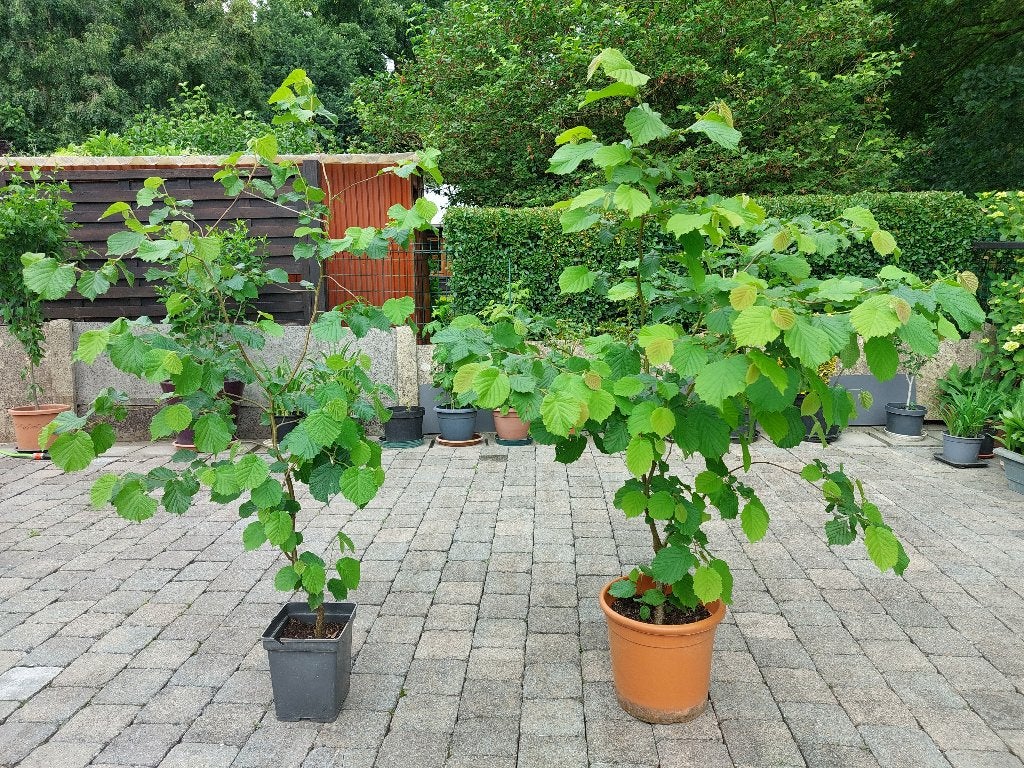 Hazelboom - 13 € per plant naar keuze, Ophalen, Overige soorten, Struik, 100 tot 250 cm