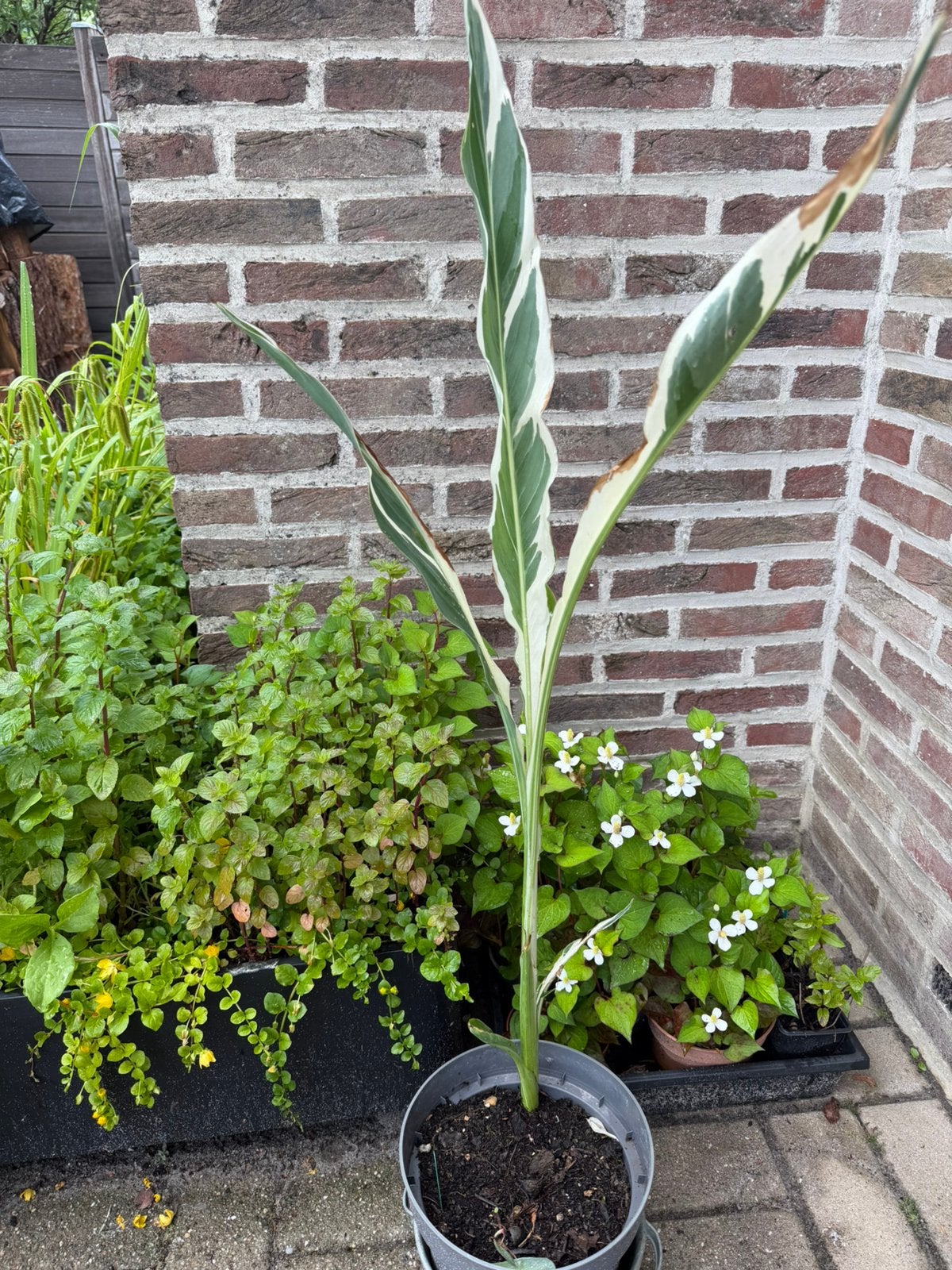 Canna Stuttgart, Ophalen