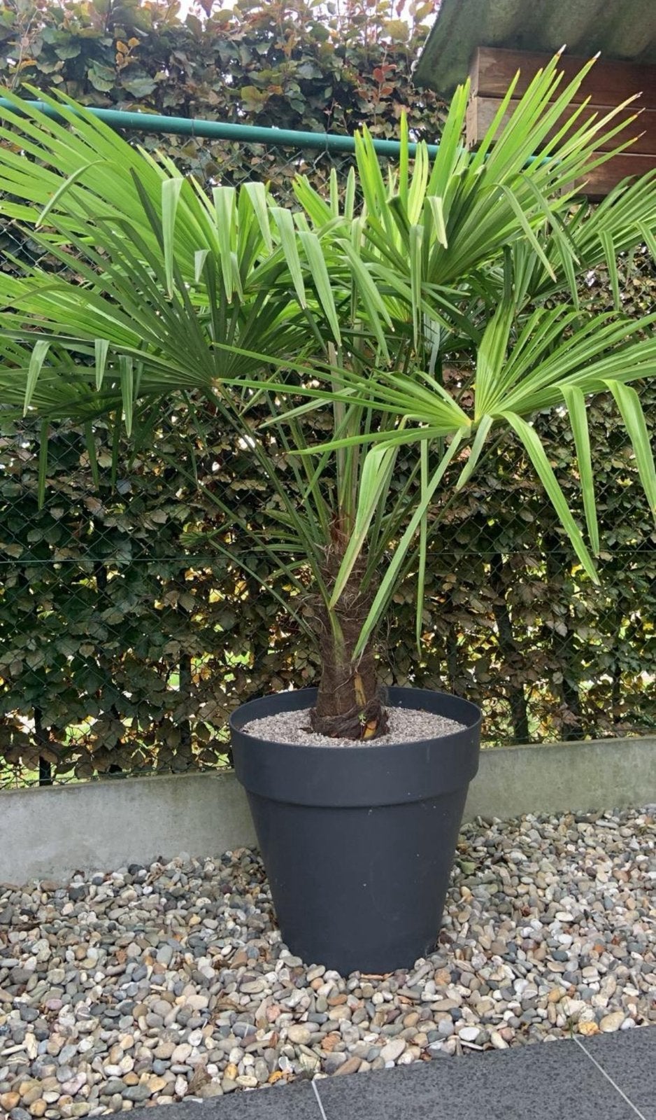 Palmboom, Ophalen