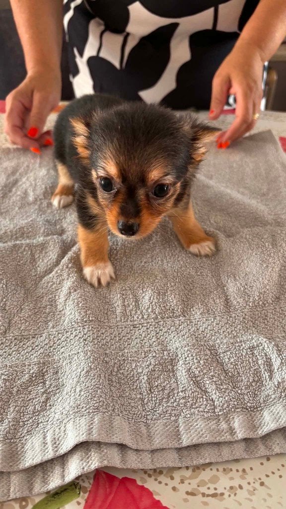 chiots chihuahua, 8 à 15 semaines, Plusieurs, Éleveur | Loisir, Chihuahua