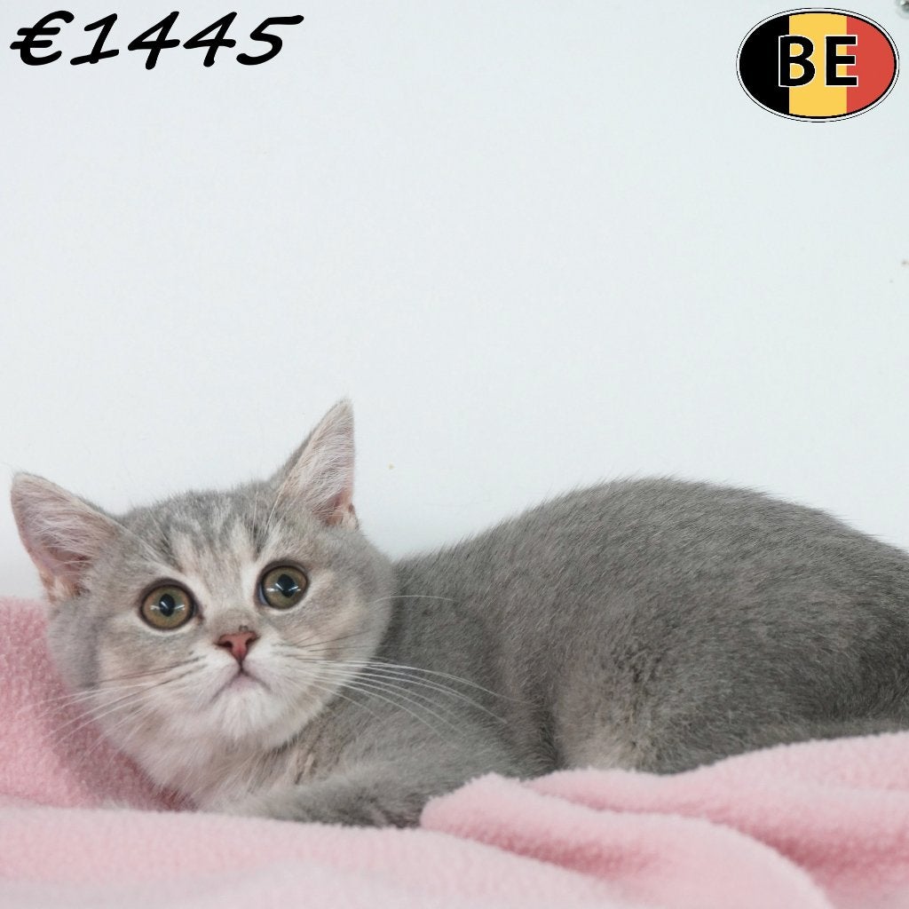 Chatons British Shorthair, Blue Gold & Colorpoint à vendre, Animaux & Accessoires, Chats & Chatons | Chats de race | Poil ras