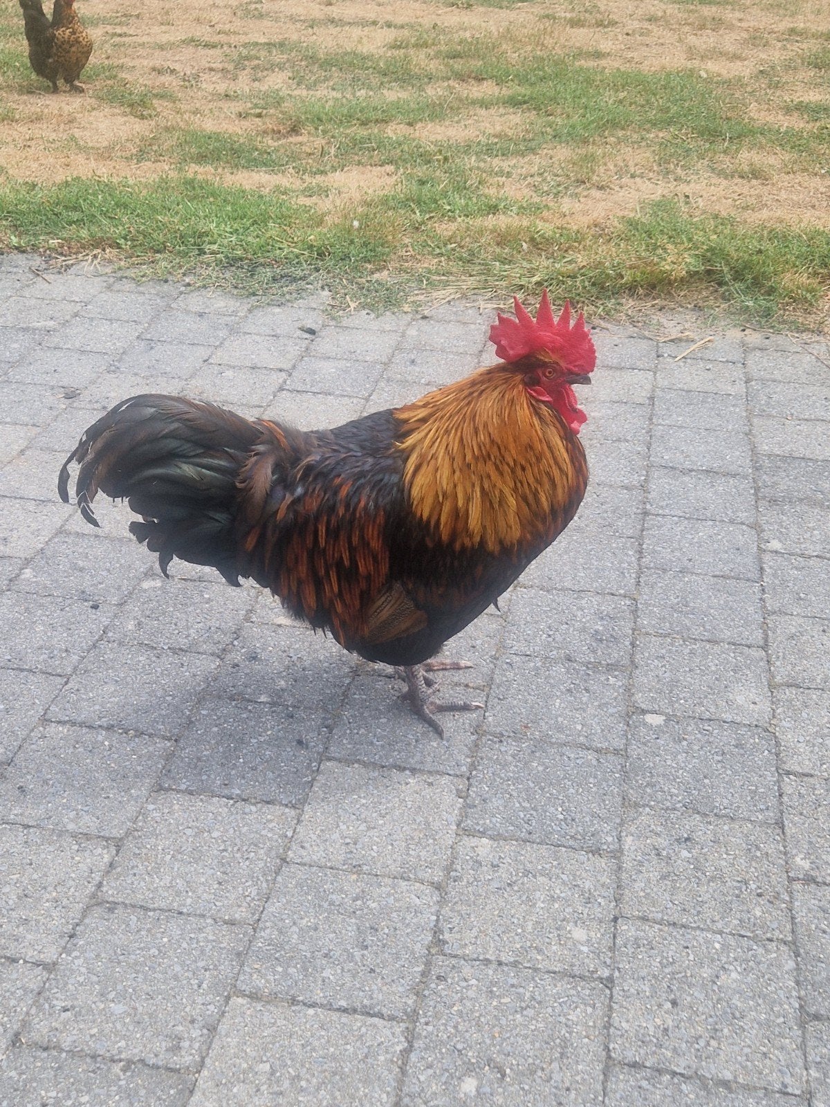 2 hanen 20 euro samen of 12euro elk, Dieren en Toebehoren