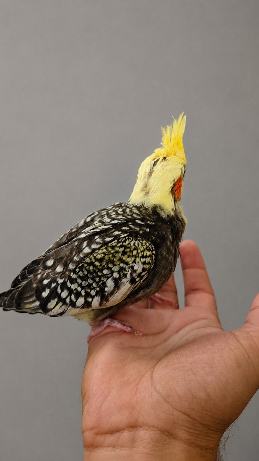 oiseau calopsite, Perruche, Domestique