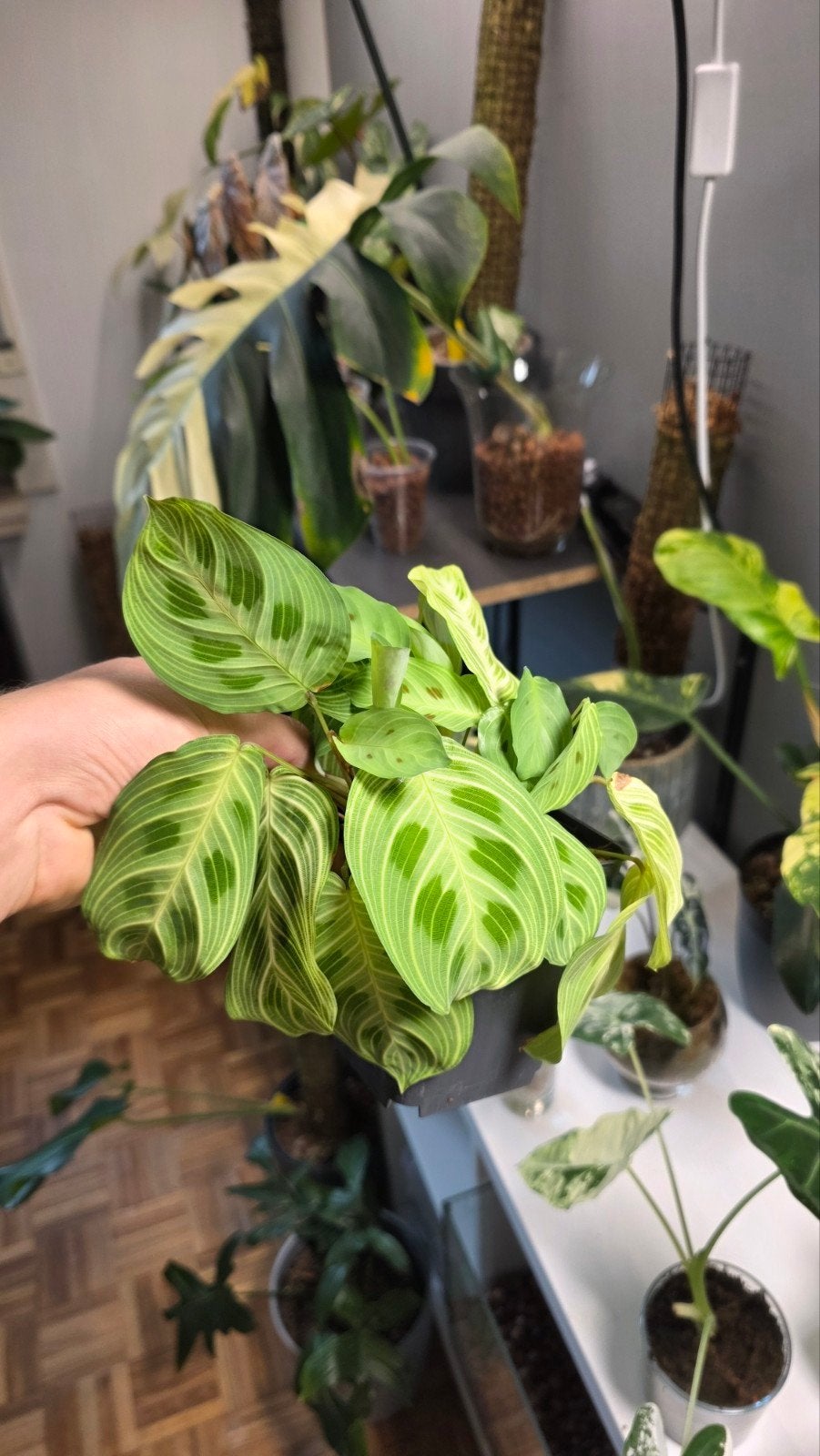 maranta sp, Ophalen of Verzenden
