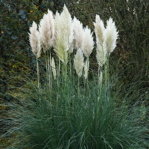 Contaderia 'White feather' of Pampasgras, Tuin en Terras, Ophalen, Zomer, Vaste plant, Volle zon