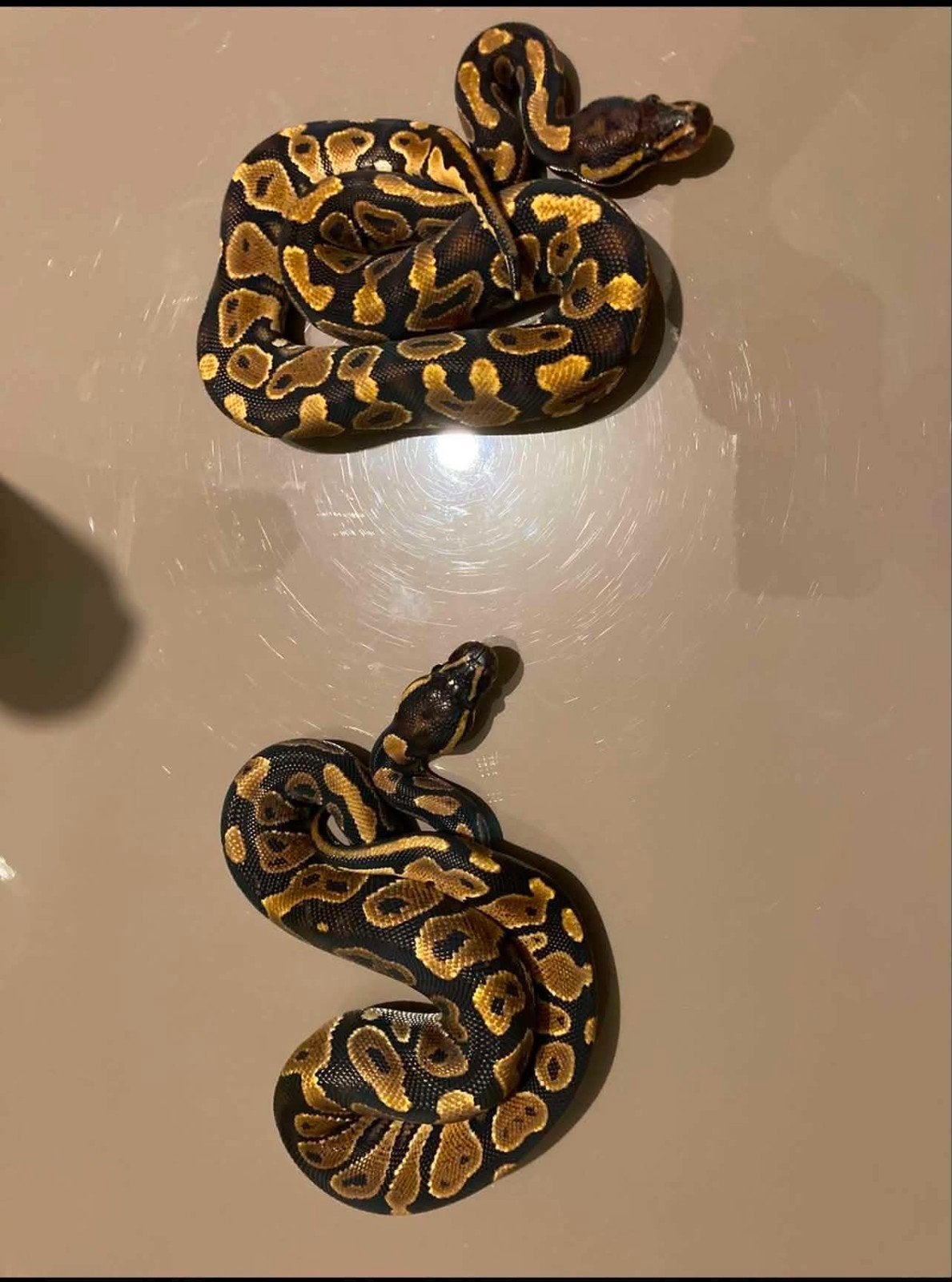 3 Python Regus royal, Dieren en Toebehoren, Slang, Tam