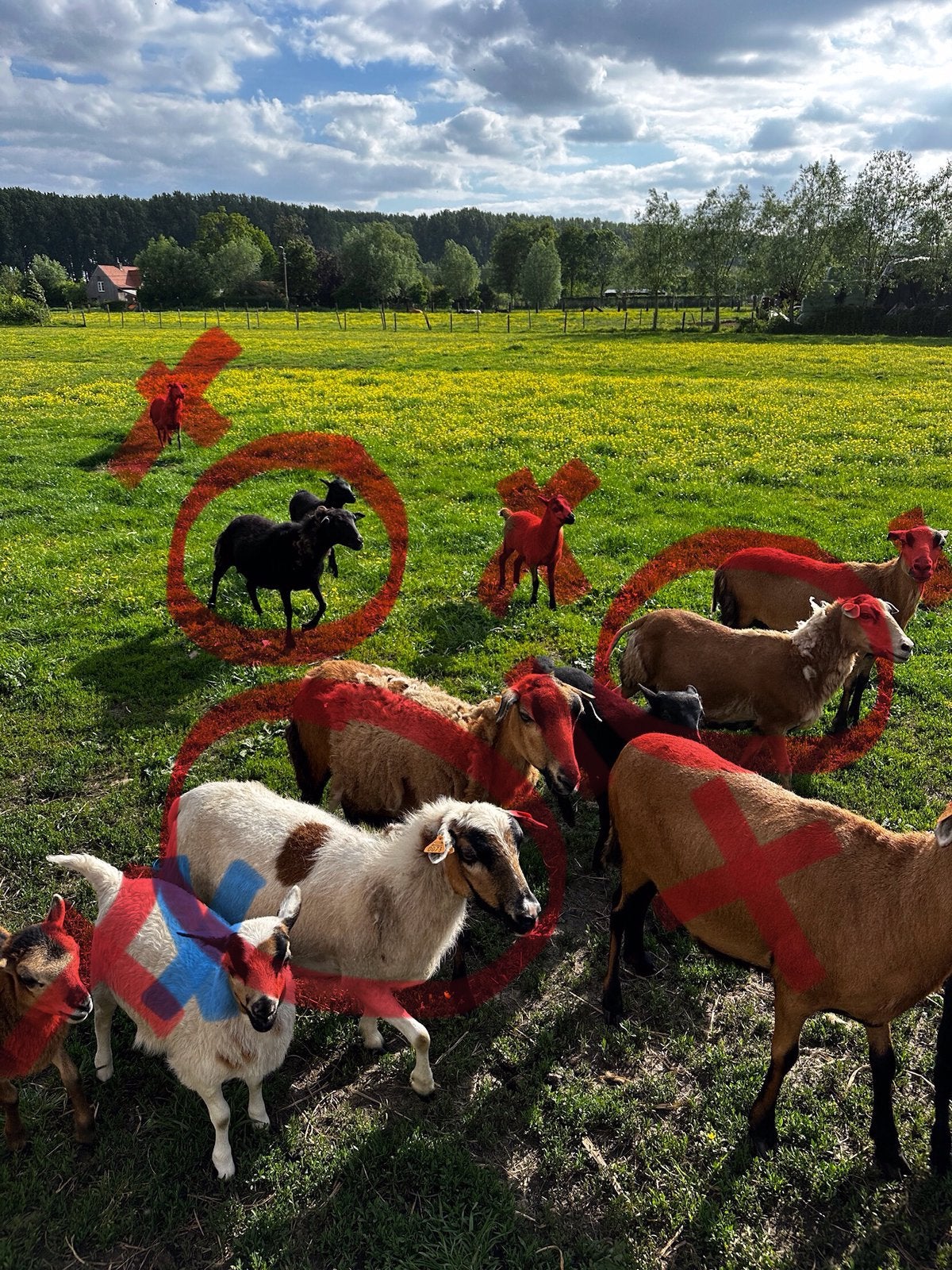 3 mooie kameroen ooien (samen te koop), Femelle, Mouton, 3 à 5 ans