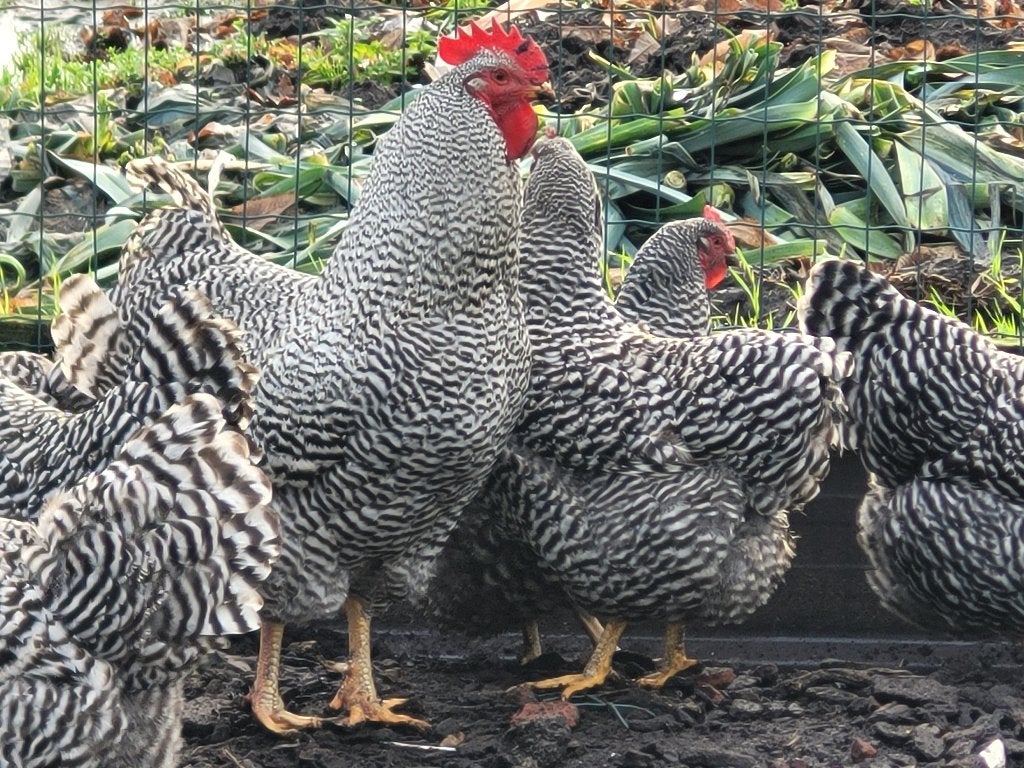 Broedeieren Amrock, Dieren en Toebehoren, Pluimvee