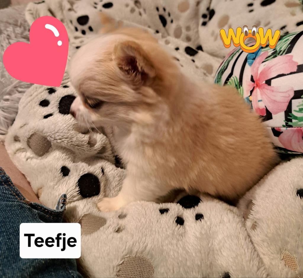 Nog 2 fantastisch mooie teefjes chihuahuatjes vanaf  750€, Parvo, België, Fokker | Hobbymatig, 8 tot 15 weken