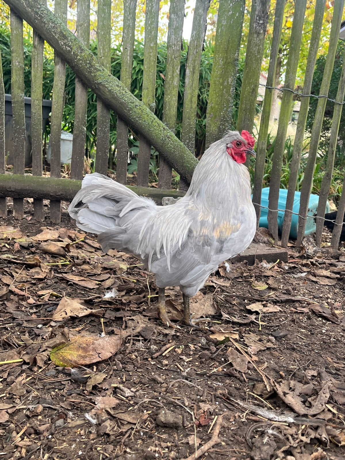Prachtige haan (mei ‘26), Dieren en Toebehoren, Mannelijk, Kip