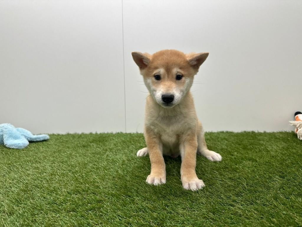Shiba Inu pups, Dieren en Toebehoren, België, Overige rassen, 8 tot 15 weken, Parvo